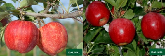 comparacion de manzana