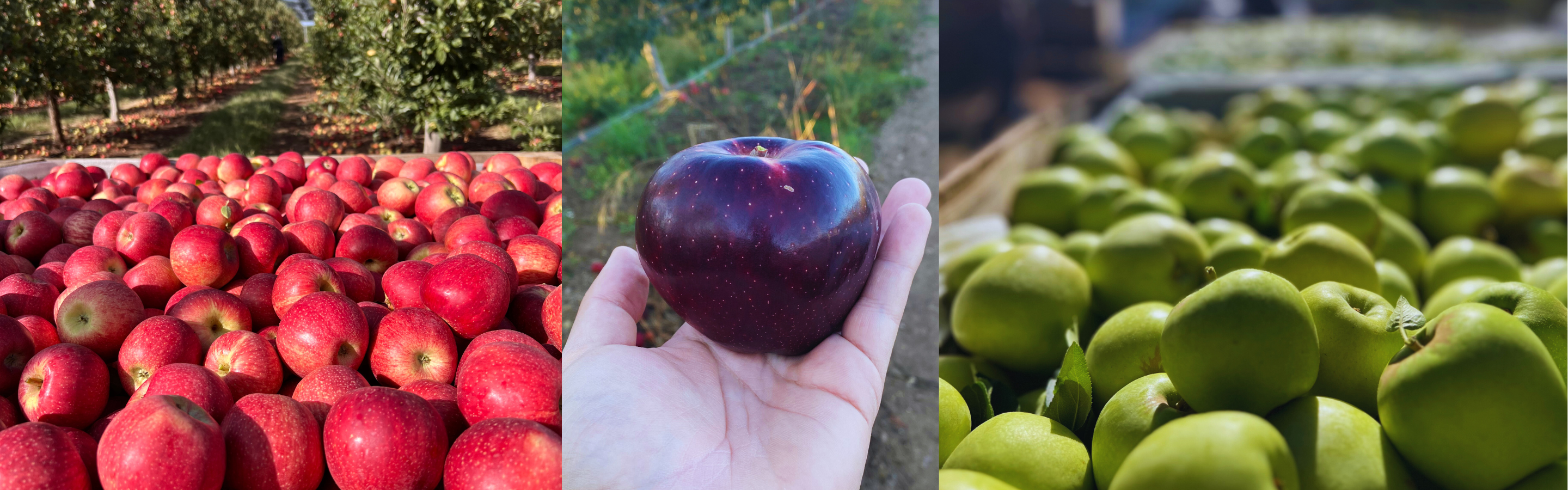 Cultivo de manzanas - AppleView Global