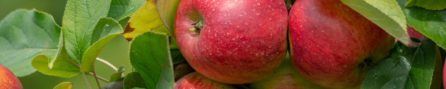 Banner Noticias Agrícolas