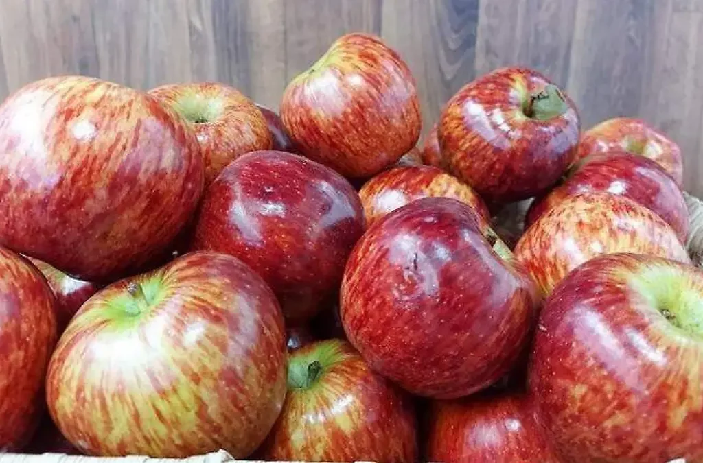 Disminuye 15 la producción de manzana a causa de la sequia y el calor