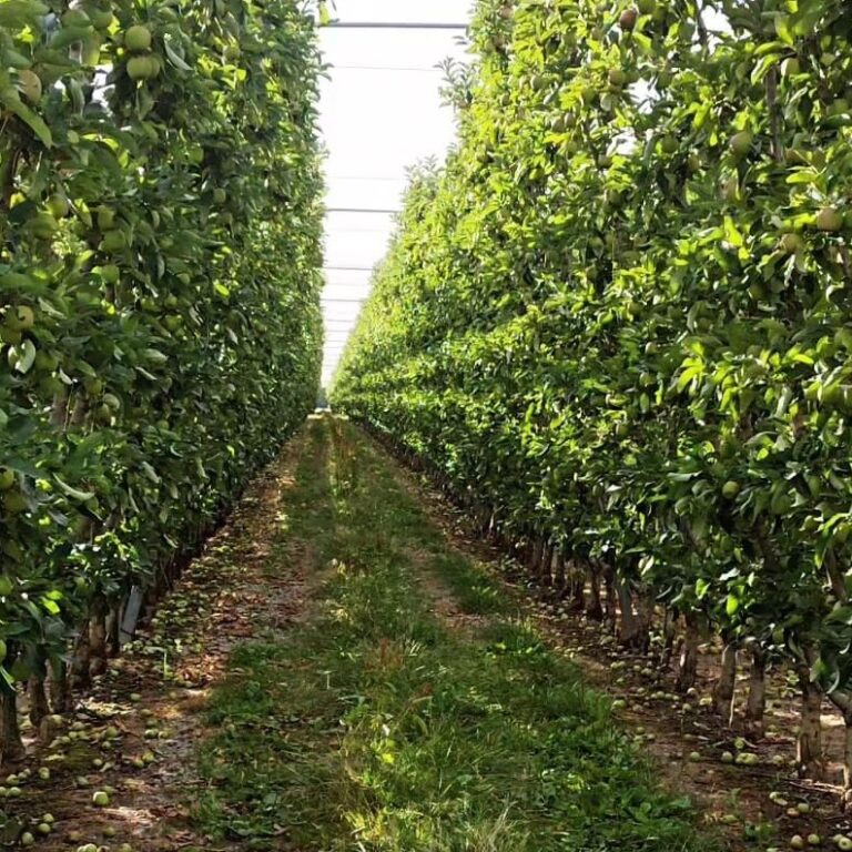 Desafíos de la producción manzanera ante el nuevo escenario climático – Redagrícola