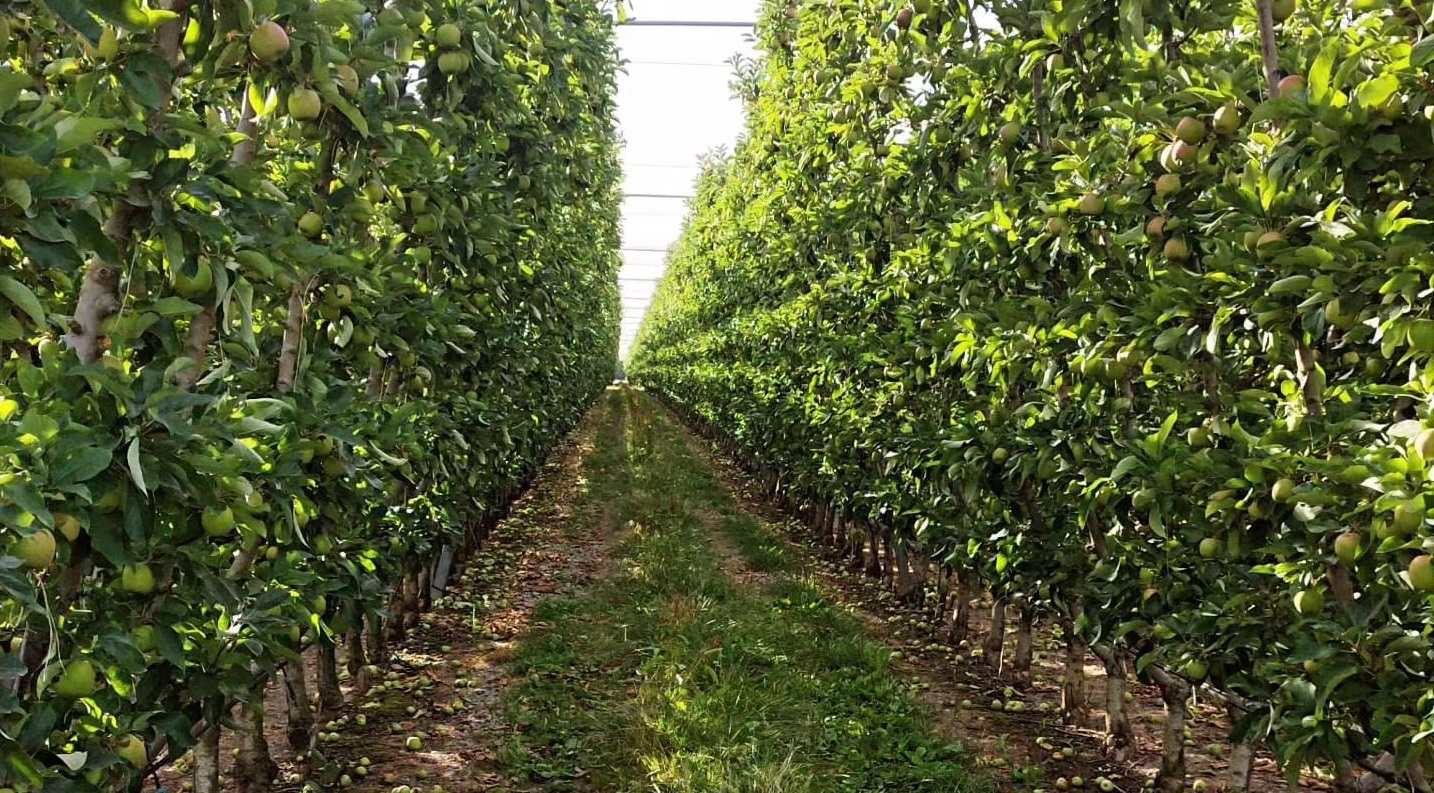 Desafíos de la producción manzanera ante el nuevo escenario climático – Redagrícola