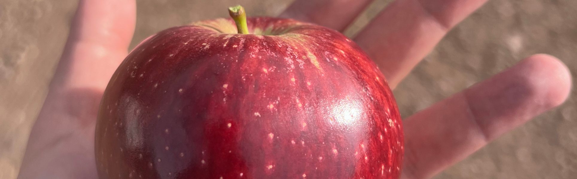Desafíos de la producción DE MANZANAS EN CHILE