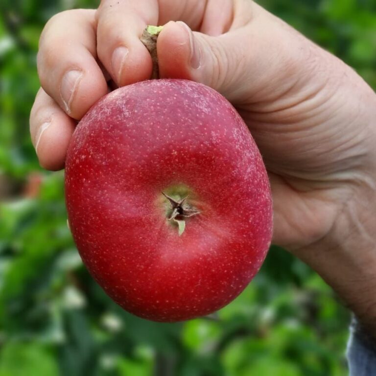 La nueva oportunidad para las manzanas chilenas