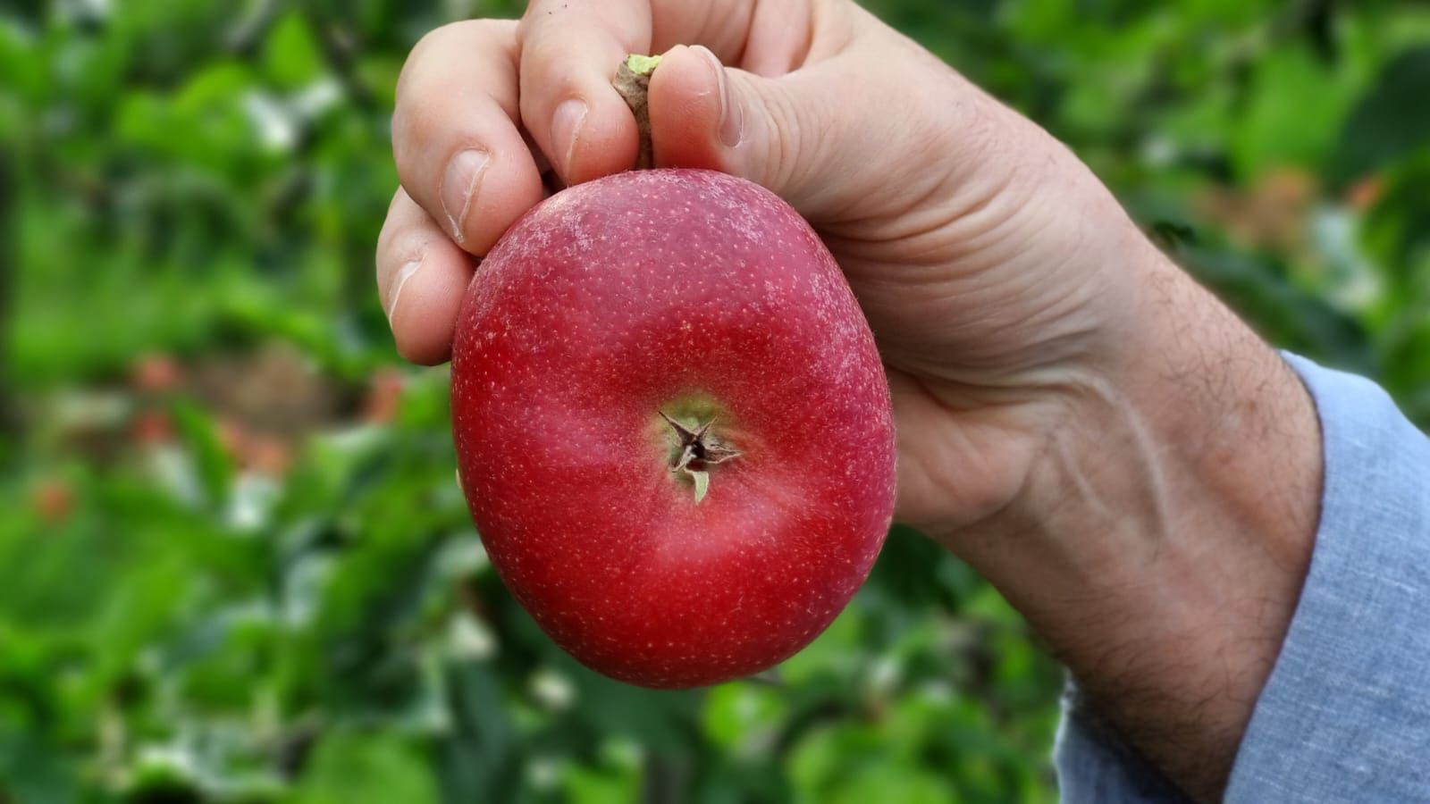 La nueva oportunidad para las manzanas chilenas