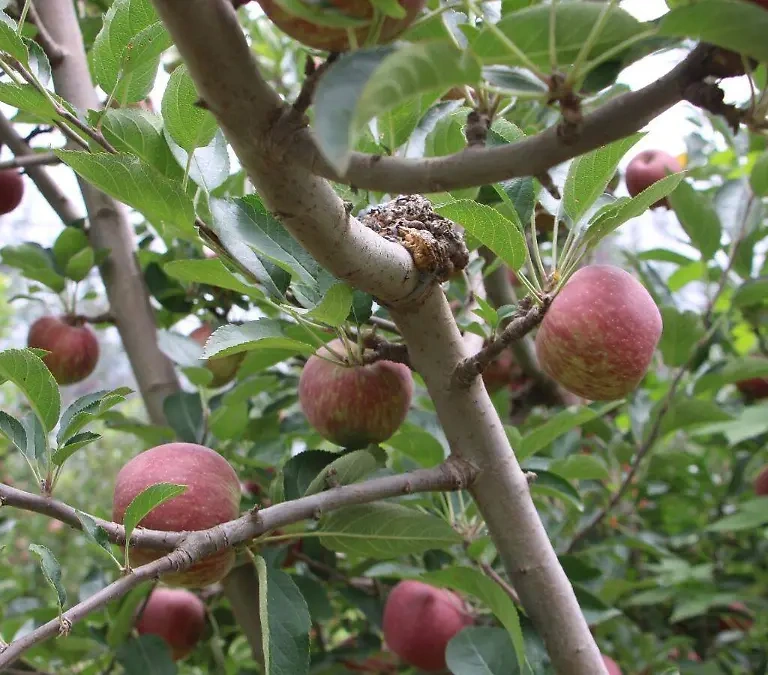 Producción de manzana se reduce en comparación con ciclos anteriores – El Heraldo de Chihuahua | Noticias Locales, Policiacas, de México, Chihuahua y el Mundo