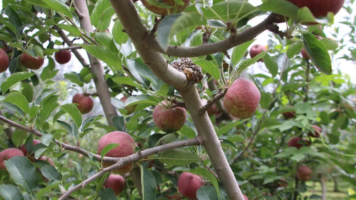 Producción de manzana se reduce en comparación con ciclos anteriores – El Heraldo de Chihuahua | Noticias Locales, Policiacas, de México, Chihuahua y el Mundo