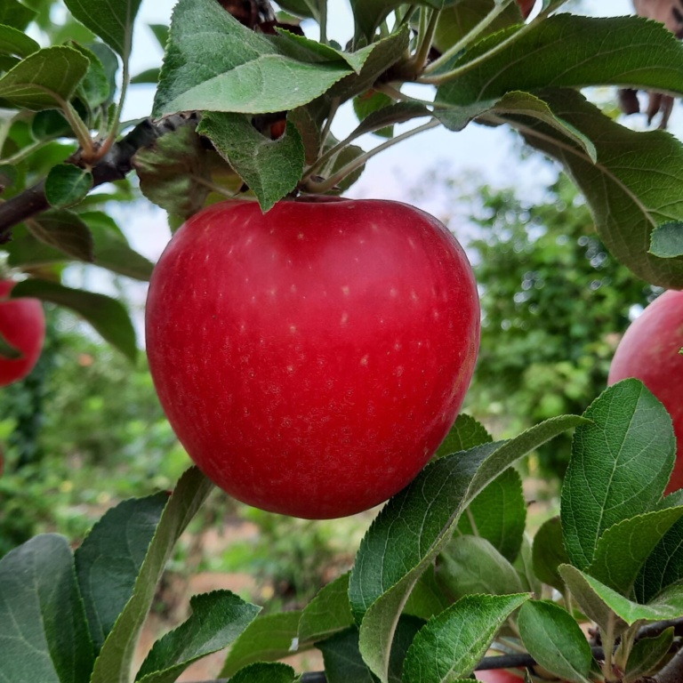 Chile avanza en la creación de una variedad nacional manzana adaptada al cambio climático