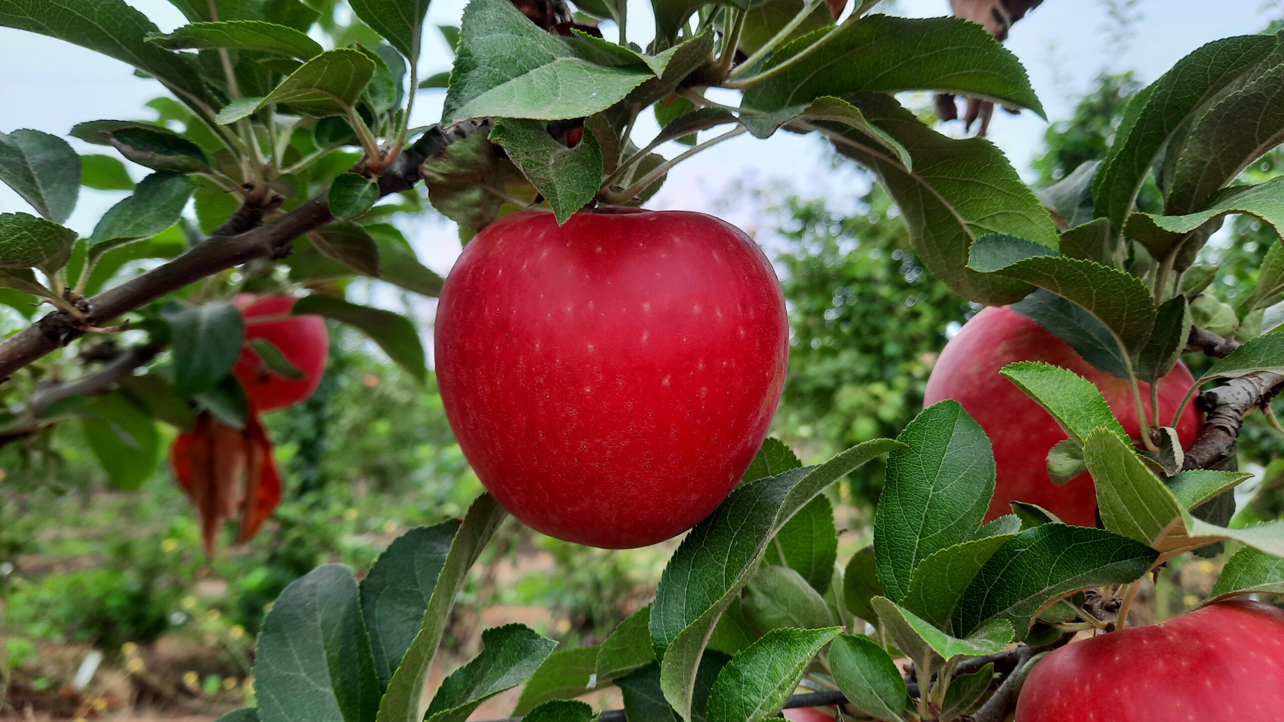 Chile avanza en la creación de una variedad nacional manzana adaptada al cambio climático